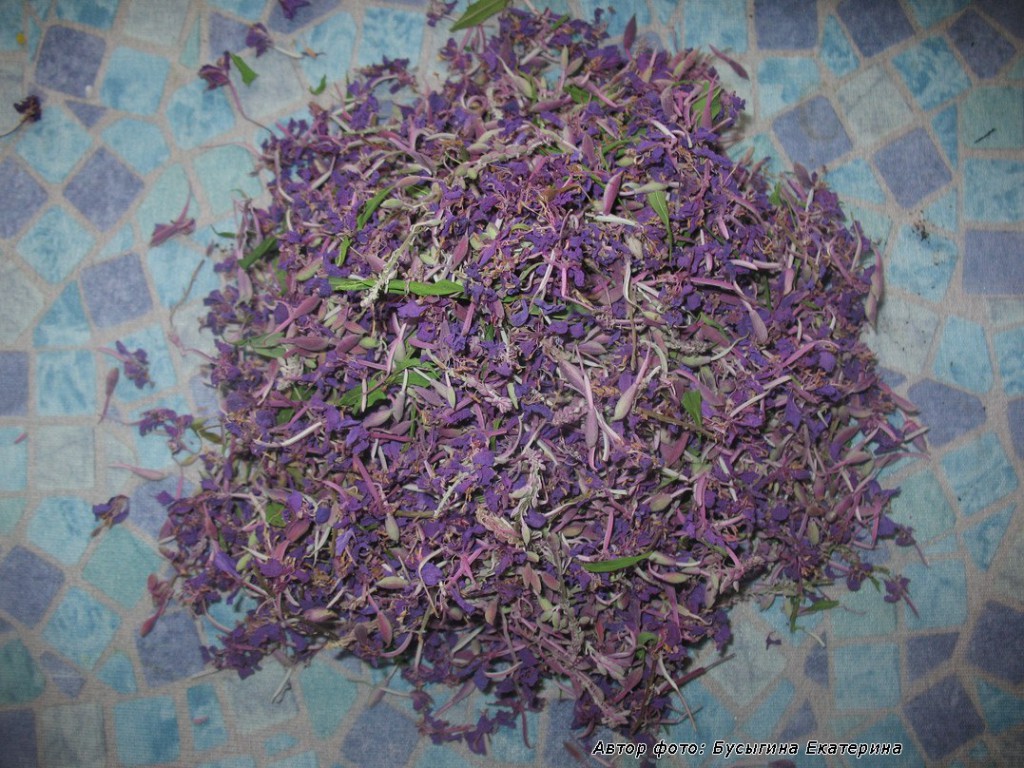 Высушенные цветочки иван-чая