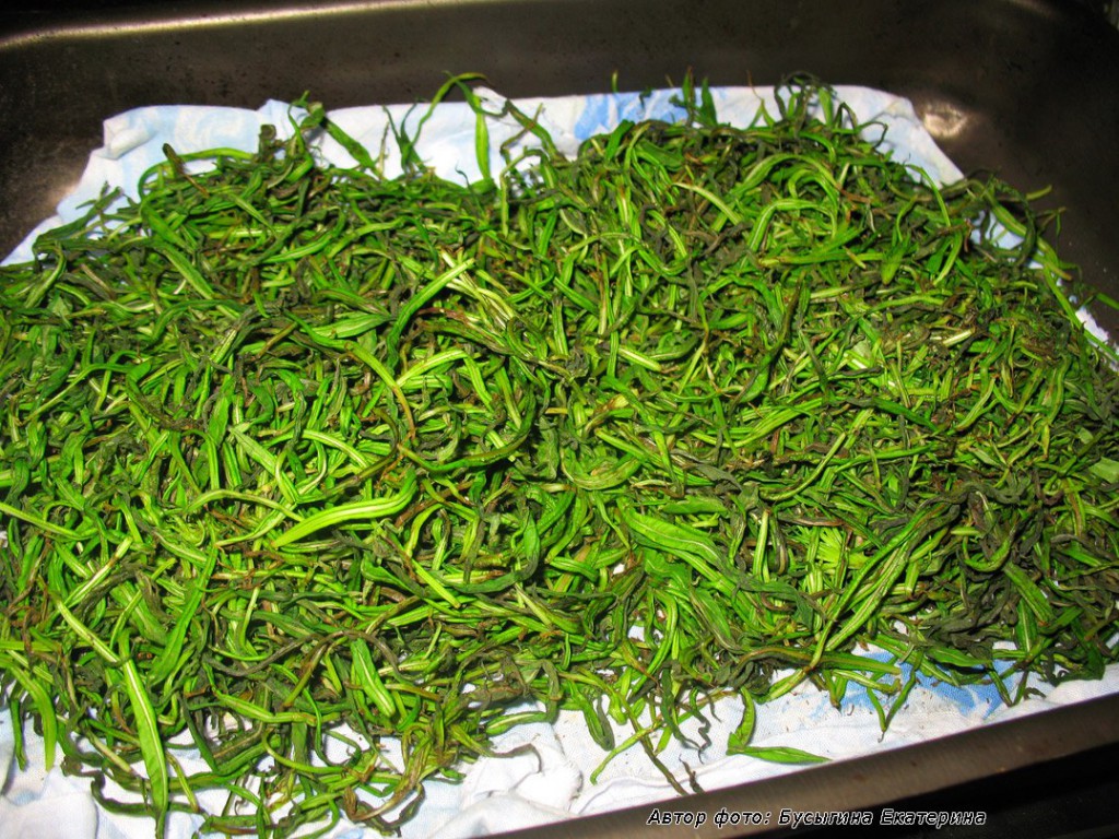 Нежные верхние листочки иван-чая начали ферментироваться. Скручены ладонями.